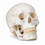 Numbered Human Skull